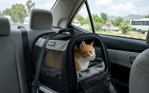 Choose Comfortable Carriers For Happy Pet Travel