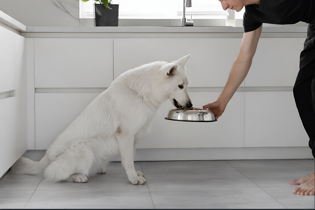 Essential Feeding Tips For Healthy & Happy Pets