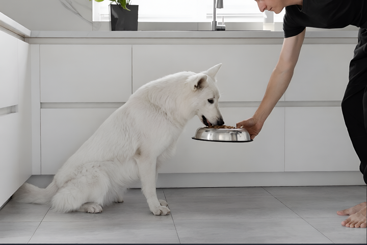 Essential Feeding Tips For Healthy & Happy Pets