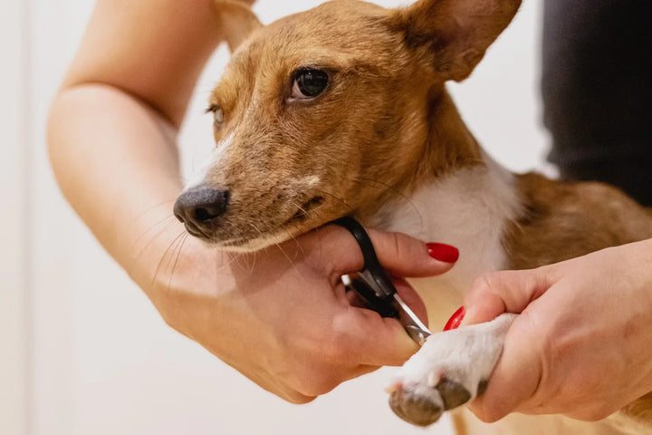 Simple Grooming Habits For Happy Healthy Pets